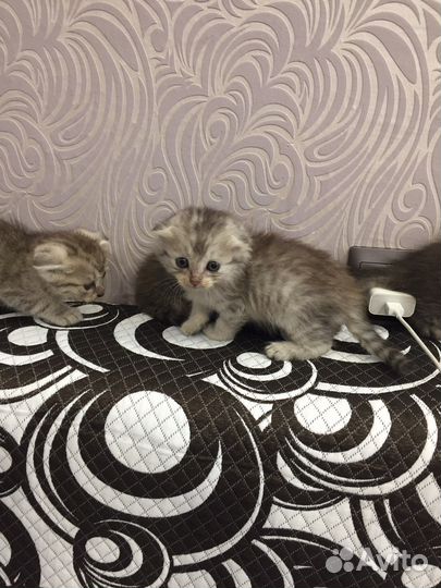 Шотландские котята