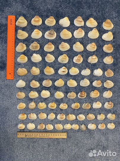 Морские ракушки скафарки