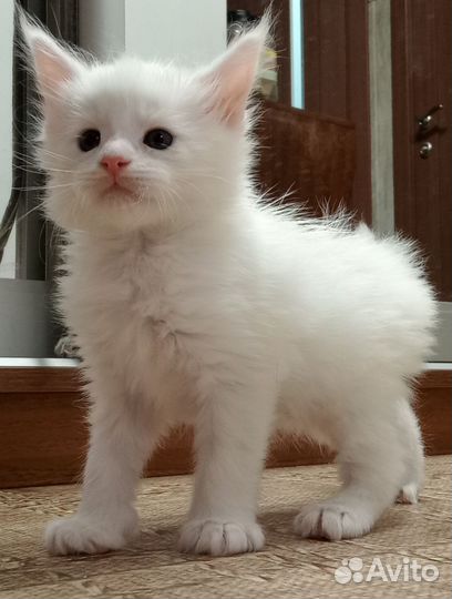 Котята мейн-кун