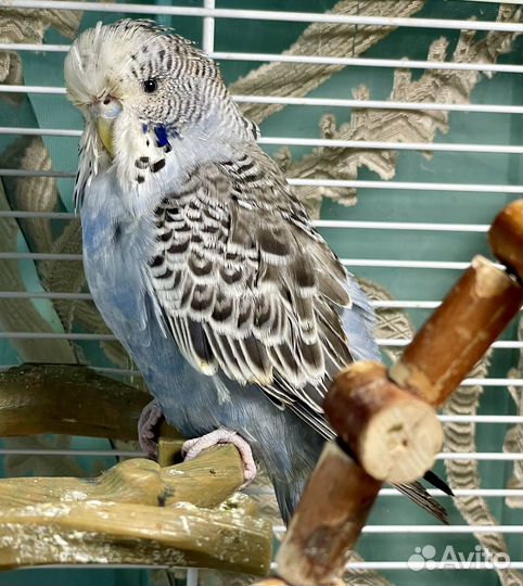 Выставчный волнистый попугай ввп Чех