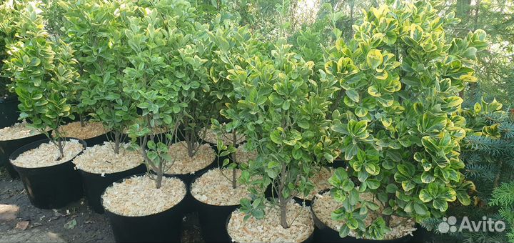 Бересклет форчуна