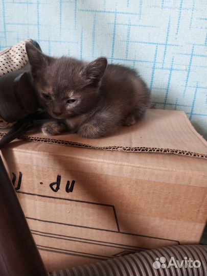 Животные-кошки