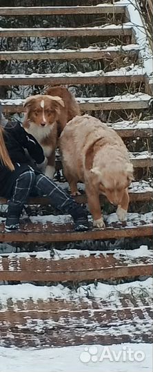 Овчарка Аусси девочка