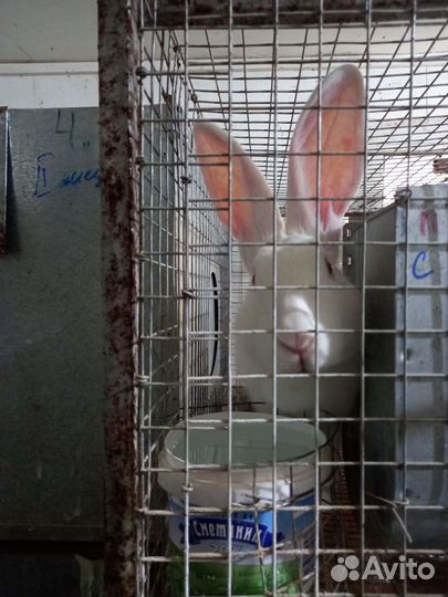 Кролики Хиколь