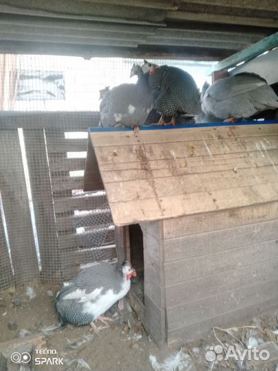 Цесарки птица