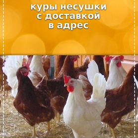 Куры несушки в адрес