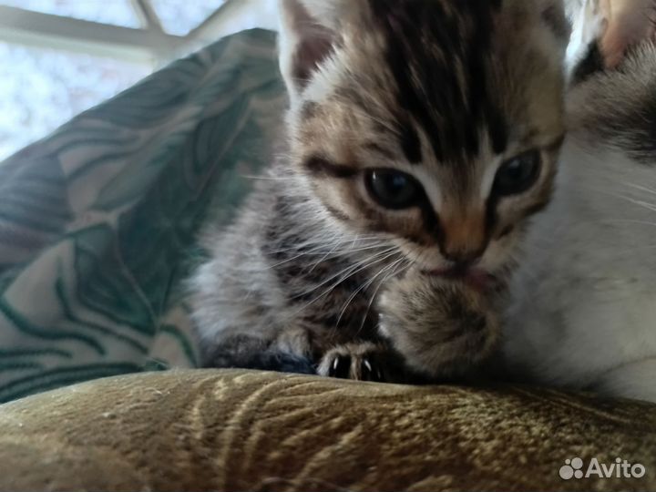 Отдам котят в добрые руки