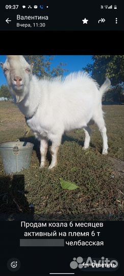 Козел на племя