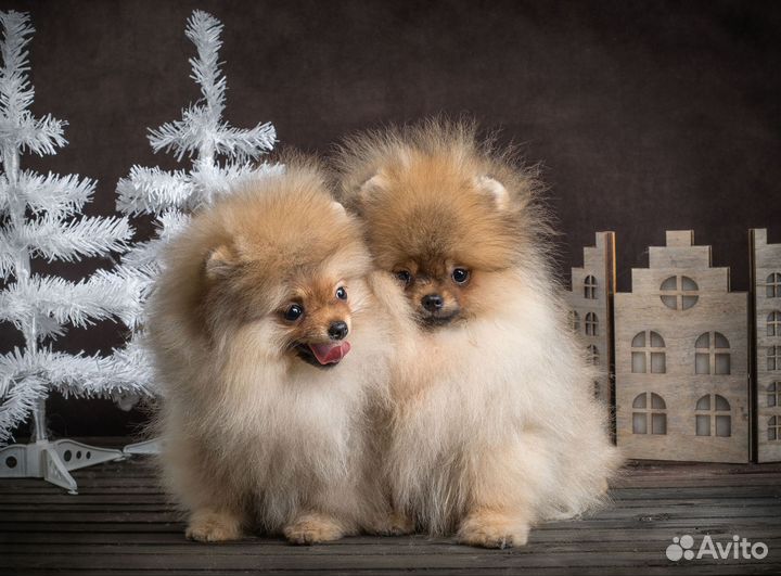 Мини померанцы