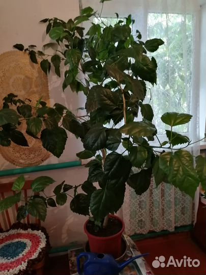Китайская роза