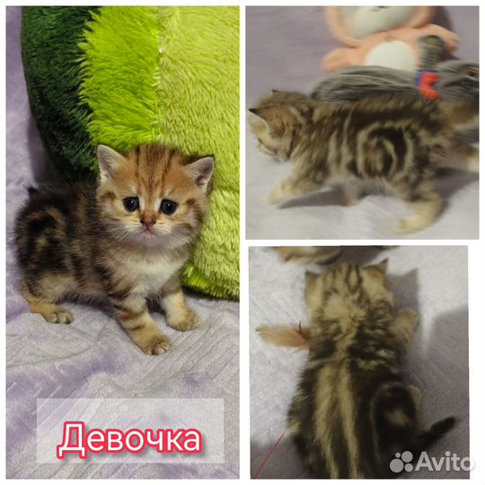 Шиншилята