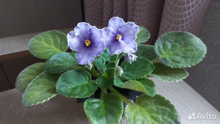 Фиалка Edge of Darkness sport