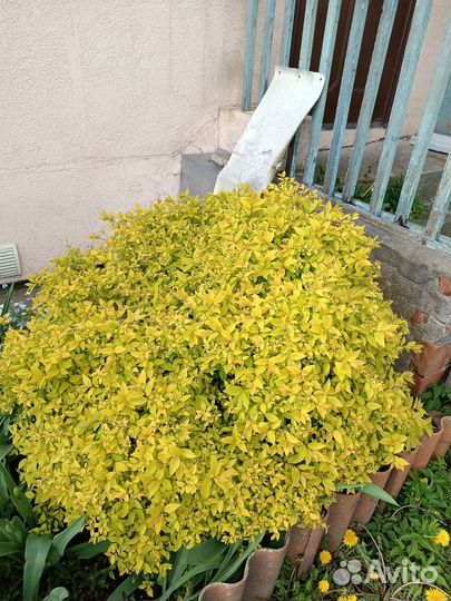 Декоративные кустарники