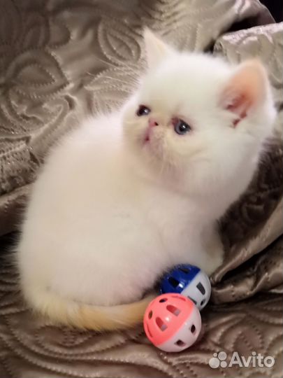 Экзотические котята
