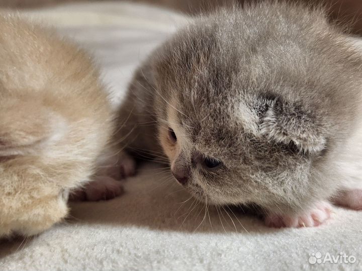 Британская плюшечка