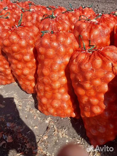 Лук репчатый оптом