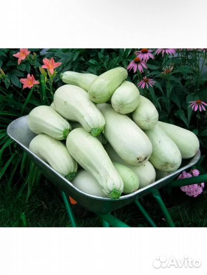 Семена Кабачков