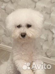 Щенки бишон фризе