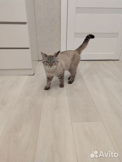 Котик в дар