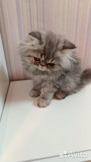 Персидские котята
