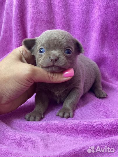 Лиловые малыши