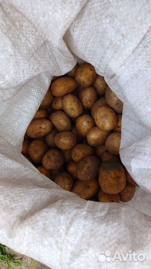 Продам картофель