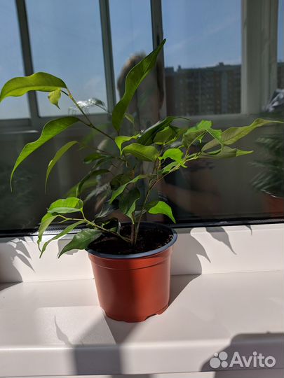 Фикус бенжамина