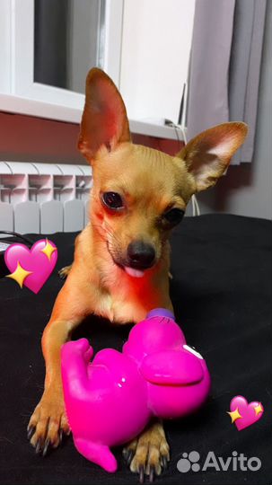 Русский той-терьер вязка