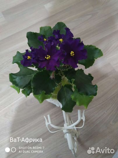 Фиалки сортовые