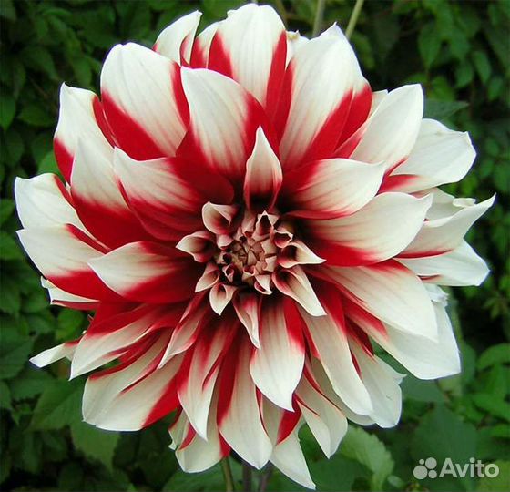 Георгины (клубни)