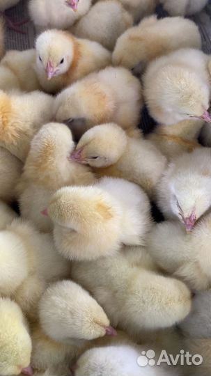 Суточный бройлер Росс308 в ст. Пластуновской