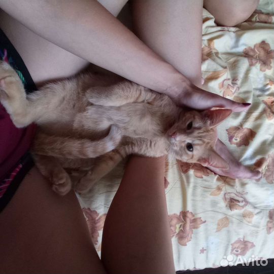 Кот в дар бесплатно