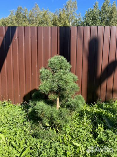 Сосна обыкновенная