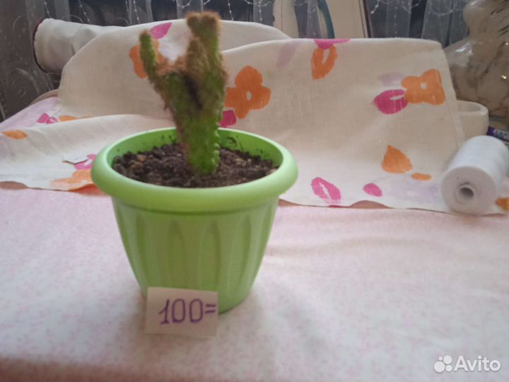 Кактусы
