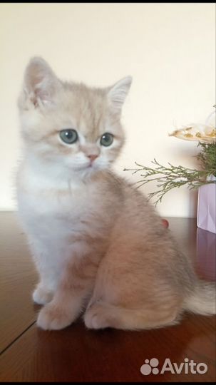 Британская