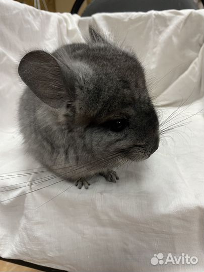 Шиншилла стендарьная ангора