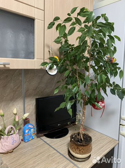 Бенджамина