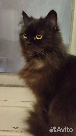 Персидская