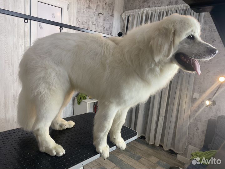 Экспресс линька, стрижка, собак и кошек