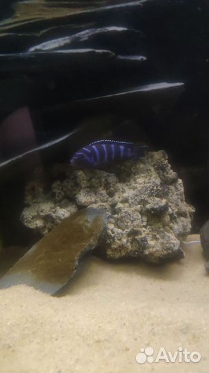 Аквариумные рыбки