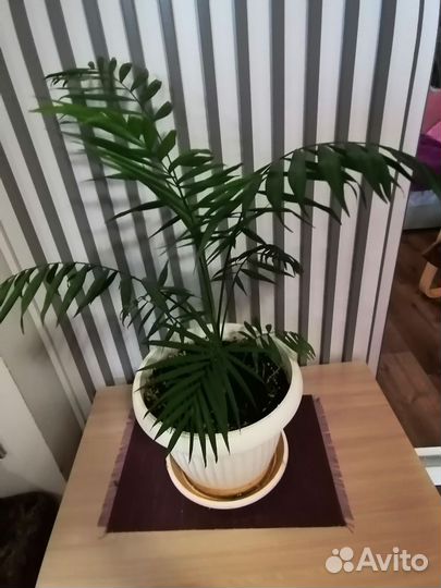 Спатифиллум