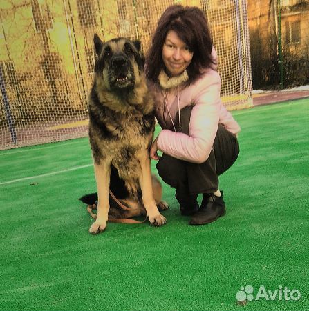 Догситтер, домашняя передержка