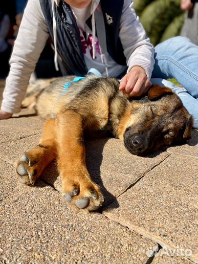 Собака в добрые руки