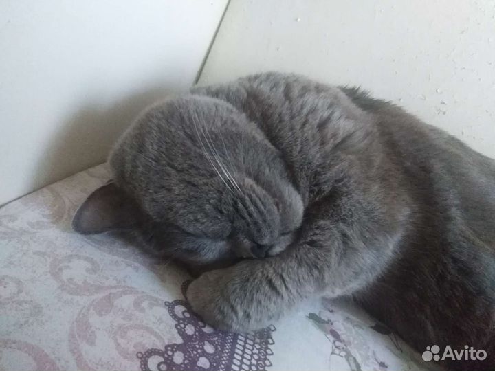 Вязка британец кот