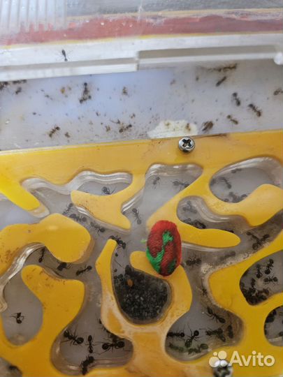 Муравьиная ферма