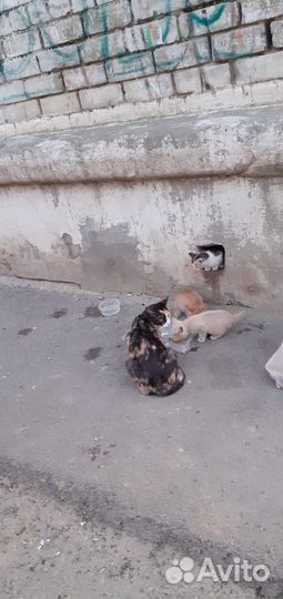Котята