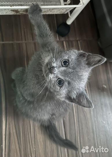 Британские котята