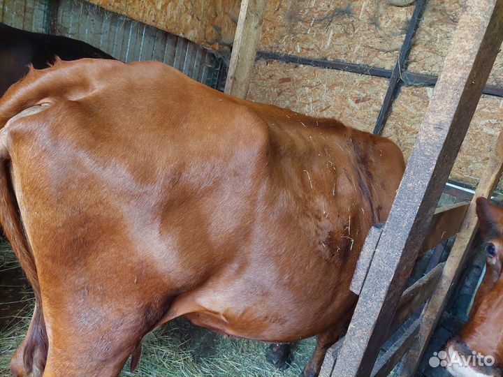 Коровы на молоко