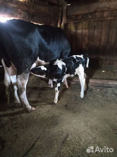Корова дойная с теленком