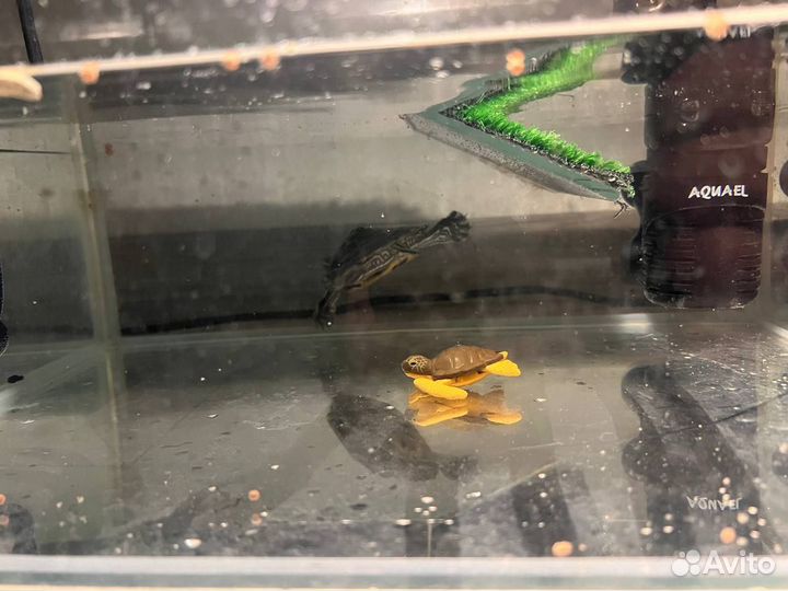 Черепашка маленькая